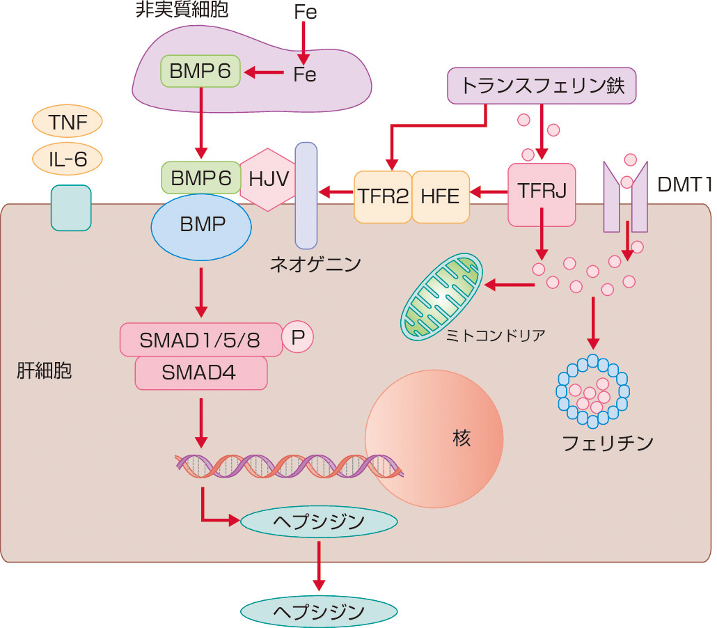 ⓔ図17-3-9　肝臓の鉄代謝調節機構 肝臓は，ヘプシジンを産生するとともに，余剰の鉄をフェリチンとして貯蔵する鉄代謝の中心臓器である．ヘプシジンの産生は，非実質細胞が感知した鉄によりBMP6がつくられ，BMP6は肝細胞表面の一連の膜蛋白質であるBMPと結合し，ヘモジュベリン (HJV)，HFE，トランスフェリン受容体2 (TFR2) などと複合体を形成して，そのシグナルはSMAD1/5/8およびSMAD4を介してヘプシジンの転写が増強される．また，IL–6やTNFなどの炎症性サイトカインもヘプシジンの転写を増強する．さらに，血液中のトランスフェリン鉄も肝細胞表面のトランスフェリン受容体1および2を介してSMAシグナルを活性化してヘプシジンの転写を増強する．肝細胞への鉄の取り込みは，DMT1とトランスフェリン受容体1が関与し，取り込まれた鉄は，ミトコンドリアや細胞内代謝に利用される一方，余剰な鉄はフェリチンとして貯蔵される．フェリチン蛋白の合成は，肝細胞内鉄が増加するとIRPを介して合成が亢進し，細胞内余剰鉄の貯蔵に働く．