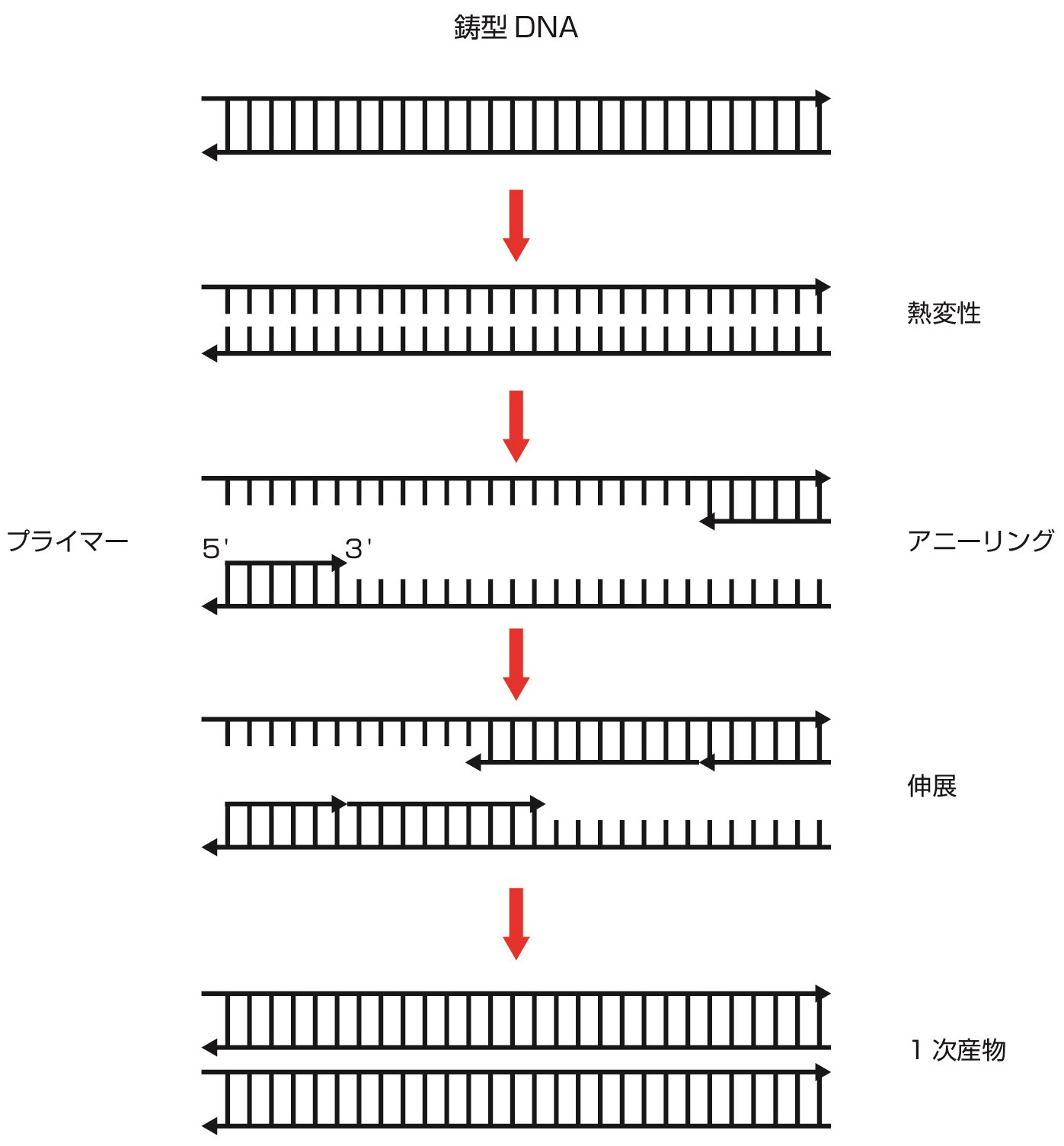 ⓔ図17-5-6　PCRの原理 (谷脇雅史：内科学第11版 (矢﨑義雄総編集)，朝倉書店，2017; 1888–1890) 鋳型DNAを熱変性し，アニーリング反応，伸展反応によってPCR産物が得られる．この反応を繰り返すことによって目的のDNA領域を増幅することができる．図は第1サイクルのみを示した．
