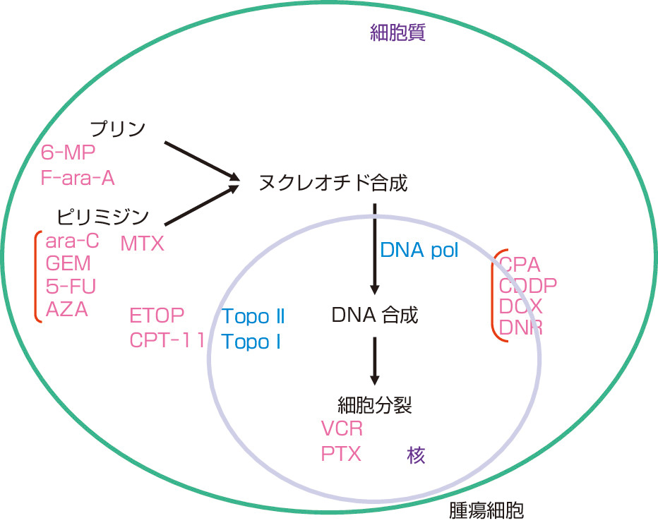 ⓔ図17-7-1　一般的抗癌薬の作用点 6–MP：メルカプトプリン，F–ara–A：フルダラビンヌクレオシド，ara–C：シタラビン，GEM：ゲムシタビン，5–FU：フルオロウラシル，MTX：メトトレキサート，ETOP：エトポシド，CPT–11：イリノテカン，CPA：シクロホスファミド，CDDP：シスプラチン，DOX：ドキソルビシン，DNR：ダウノルビシン，VCR：ビンクリスチン，PTX：パクリタキセル，DNA pol：DNAポリメラーゼ，Topo：トポイソメラーゼ．