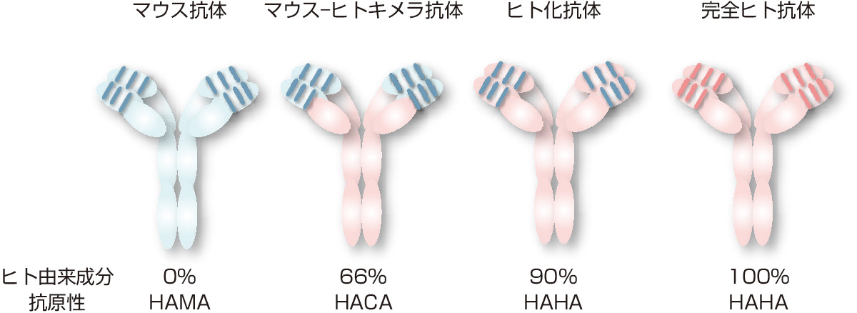 ⓔ図17-7-5　抗体医薬品の種類 マウス抗体は免疫原性が強いために，抗体に対する抗体 (human anti–mouse antibody: HAMA) の出現やアレルギー反応などから臨床応用は困難である．抗体医薬品は遺伝子工学的手法により，マウス抗体からマウス–ヒトキメラ抗体，ヒト化抗体へと改変することにより免疫原性の低下と治療効果の増強が得られて実用化が可能となった．マウス–ヒトキメラ抗体は，抗体の可変領域はマウス由来のままであるが，定常領域はヒト由来に改変されたもので66％がヒト由来である．ヒト化抗体は可変部領域のうち相補性決定領域のみがマウス由来で，その他のフレームワーク領域はヒト由来に改変されたもので90％がヒト由来である．ヒト抗体遺伝子を導入したトランスジェニックマウスを用いて作製した完全ヒト抗体 (100％ヒト由来) も実用化されている．マウス由来抗体成分をヒト由来に改変することにより，免疫原性の低下が得られ一般臨床での使用が可能となったが，キメラ抗体に対する抗体 (human anti–chimeric antibody: HACA) やヒト抗体に対する抗体 (human anti–human antibody: HAHA) が出現する可能性があることに留意する必要がある．