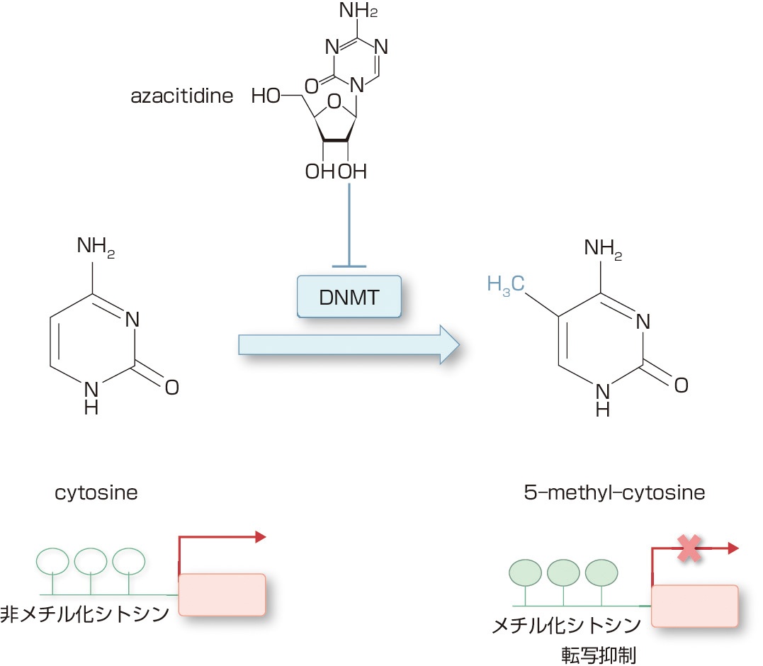 ⓔ図17-7-6　DNAメチル化 DNAメチル化はDNAメチルトランスフェラーゼ (DNMT) によりCpGジヌクレオチドのシトシンの5位炭素原子にメチル基が付加される反応である．メチル化によって遺伝子の転写活性が抑制される．DNAメチル化酵素阻害薬としてアザシチジン (azacitidine: AZA) とデシタビン (decitabine: DAC) が臨床応用されているが，わが国ではDACの保険承認は得られていない．DACとAZAはともにシトシンアナログ製剤の1つである．細胞内に取り込まれたDACはリン酸化され，DNAに取り込まれる．DNAに取り込まれたDACはDNAメチル化酵素と結合することにより酵素活性を低下させる．その結果DNAのメチル化レベルが低下する．AZAはリン酸化を受けた後，主としてRNAに取り込まれるが，その中間産物が還元化を受けることによりDACとなり，DNAに取り込まれる．したがって，DACはAZAに比べて約10倍高いDNAメチル化酵素阻害活性を有するとされている．一方，低濃度における殺細胞効果は逆にAZAの方がDACよりも強く，RNAへの取り込みが殺細胞効果に関与していると考えられている．