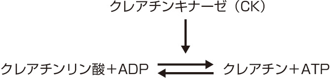 ⓔ図18-21-2　ローマン反応 