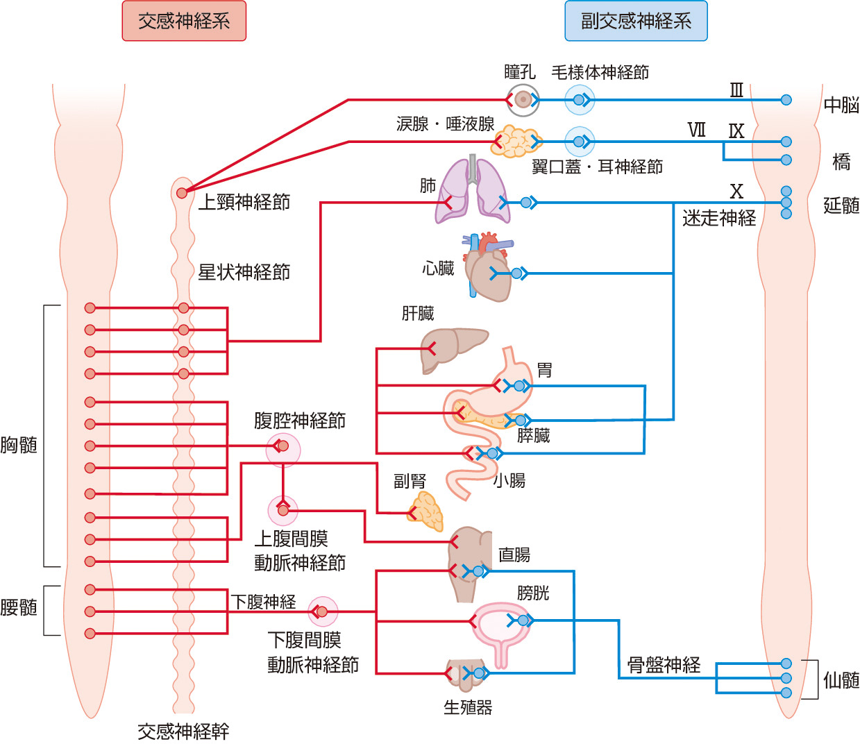 ⓔ図18-4-20　自律神経系 (Jänig W: Physiologie des Menschen (Schmidt RF, Thews G eds), Springer–Lehrbuch, 1995; 340–369より作成) 