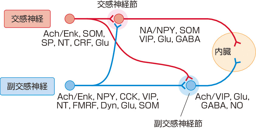 ⓔ図18-4-21　自律神経の神経伝達物質 (遠山政彌：自律神経．分子脳・神経機能解剖学 (遠山政彌編)，兼文堂，2004; 438-453より作成) SP: サブスタンスP，FMRF: FMRF–amide，SOM: ソマトスタチン，BM: ボンベシン，NPY: ニューロペプチドY，CCK: コレシストキニン，VIP: 血管作動性腸管ポリペプチド，GABA: γ–アミノ酪酸，5HT: セロトニン，Enk: エンケファリン，CRF: 副腎皮質刺激ホルモン放出因子，NT: ニューロテンシン，ANP: ナトリウム利尿ペプチド，DA: ドパミン，NO: 一酸化窒素，Dyn: ダイノルフィン，Glu: グルタミン酸，NA: ノルアドレナリン，Ach: アセチルコリン．