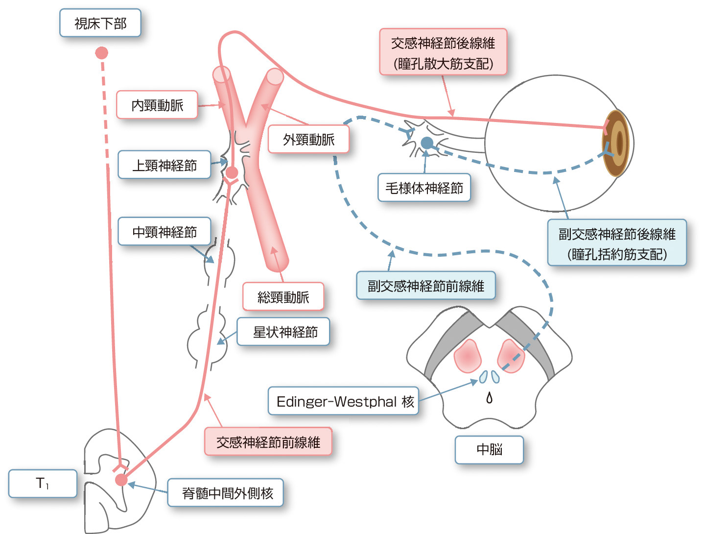 ⓔ図18-4-27　瞳孔の自律神経支配 