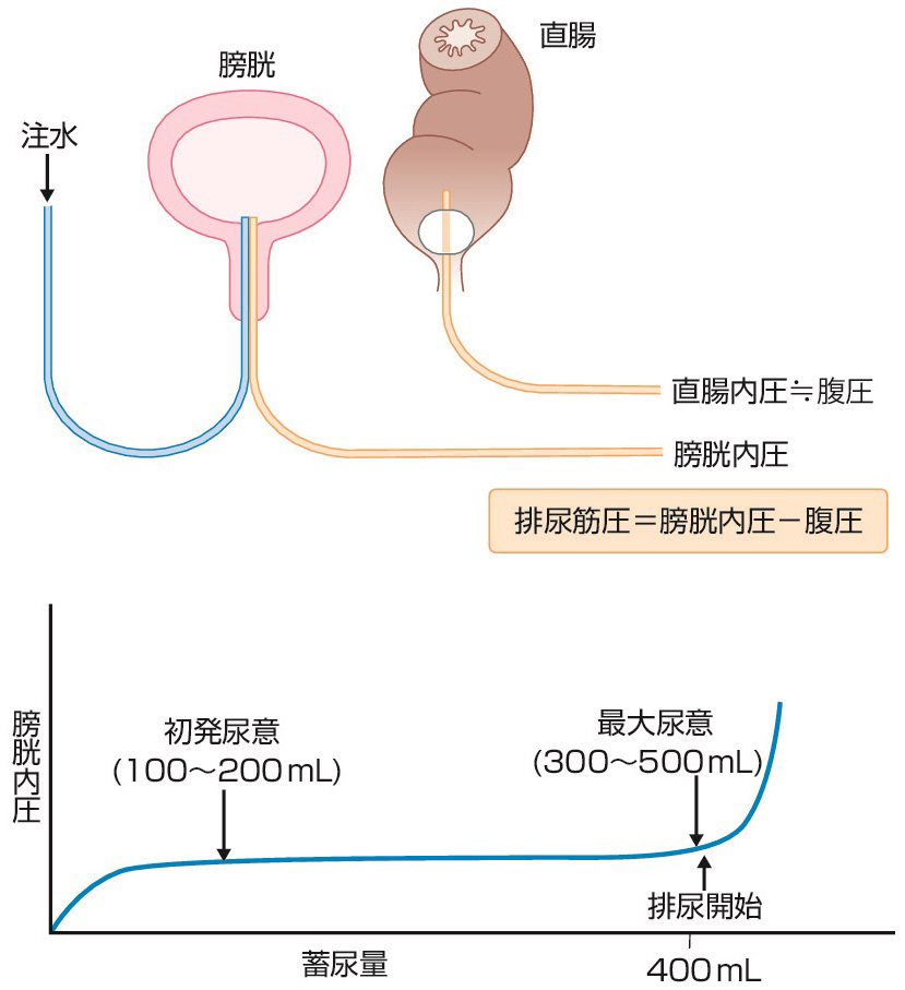 ⓔ図18-4-29　膀胱内圧の測定法 (上段) と健常者の膀胱内圧曲線 (下段) (朝比奈正人，山本達也：Clin Neurosci，2018; 36: 56–59) 
