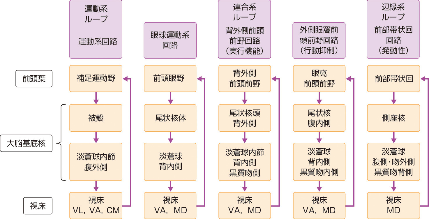 ⓔ図18-6-4　大脳皮質–基底核–視床回路 (CBGT loop) (Cummings JF: Arch Neurol, 1993: 50: 873–880より作成) 複数 (3～5) の回路が並列している． CM：中心正中核，VA：前腹側核，VL：外側腹側核，MD：背内側核．