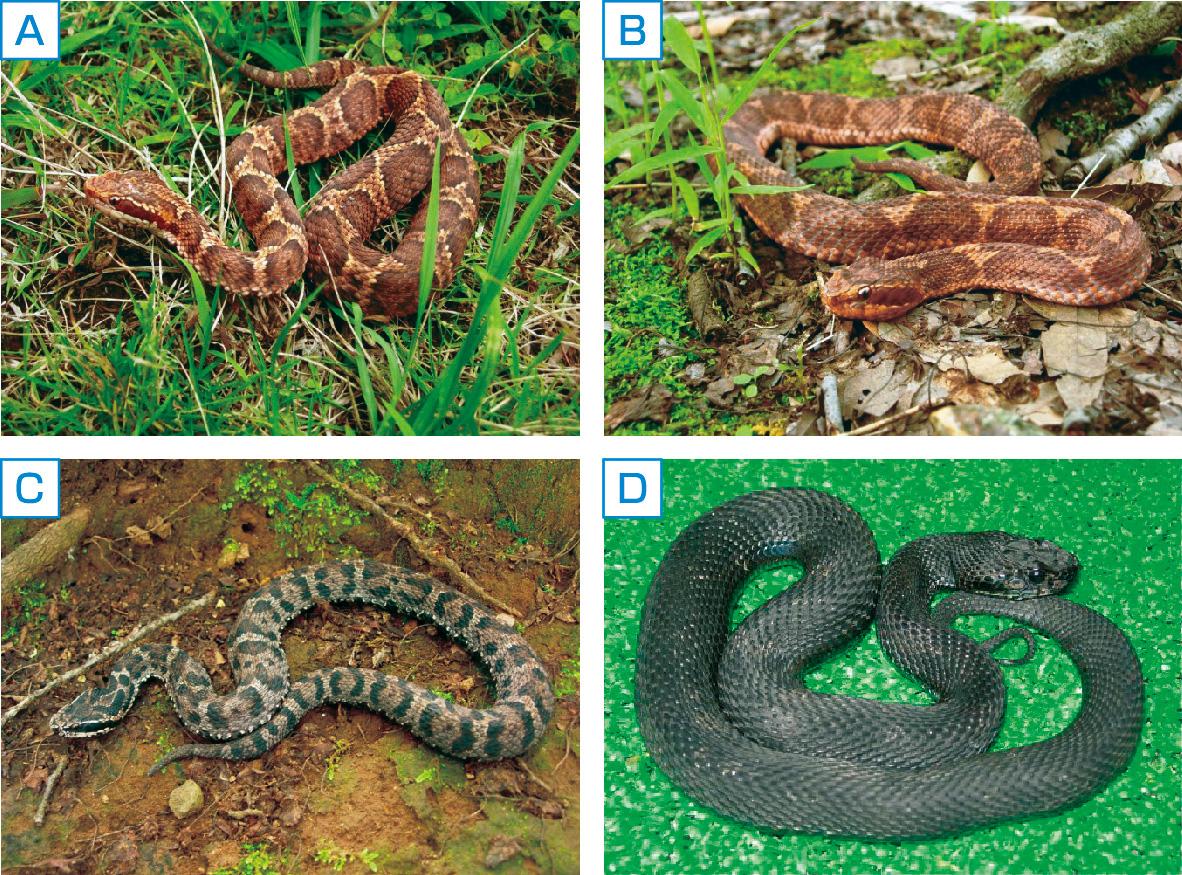 ⓔ図2-2-2　マムシ (ニホンマムシ) の色の変化 (Hifumi T, Sakai A, et al: J Intensive Care, 2015; 3: 16) A：一般的な色，B,C：さまざまな色のバリエーション，D：黒色型．