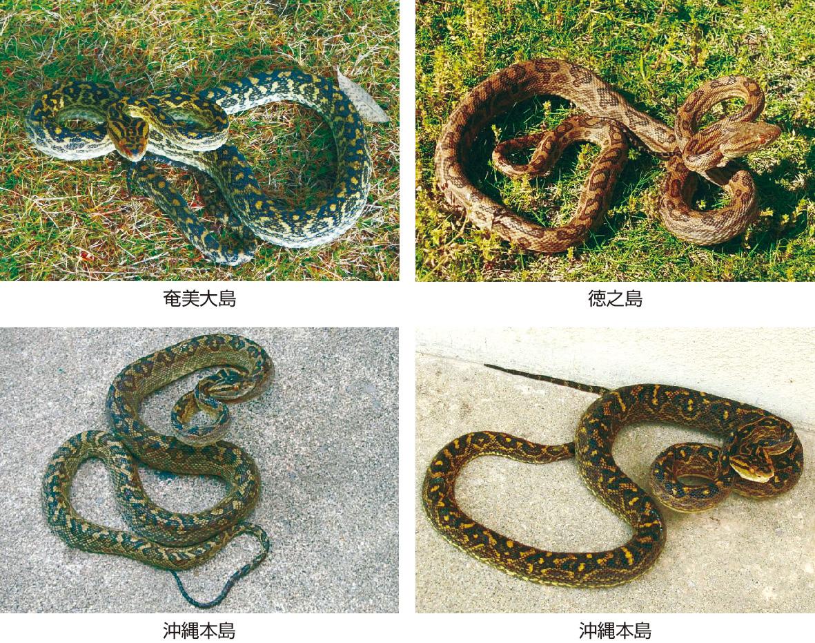 朝倉書店『内科学』（第12版）デジタル付録