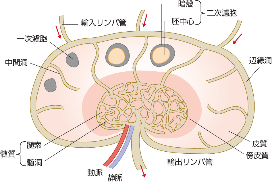 ⓔ図5-17-1　リンパ節の構造 リンパ節実質は，皮質，傍皮質，髄索に分けられる．リンパ液の流路は，輸入リンパ管，辺縁洞，中間洞，髄洞，輸出リンパ管から構成される．
