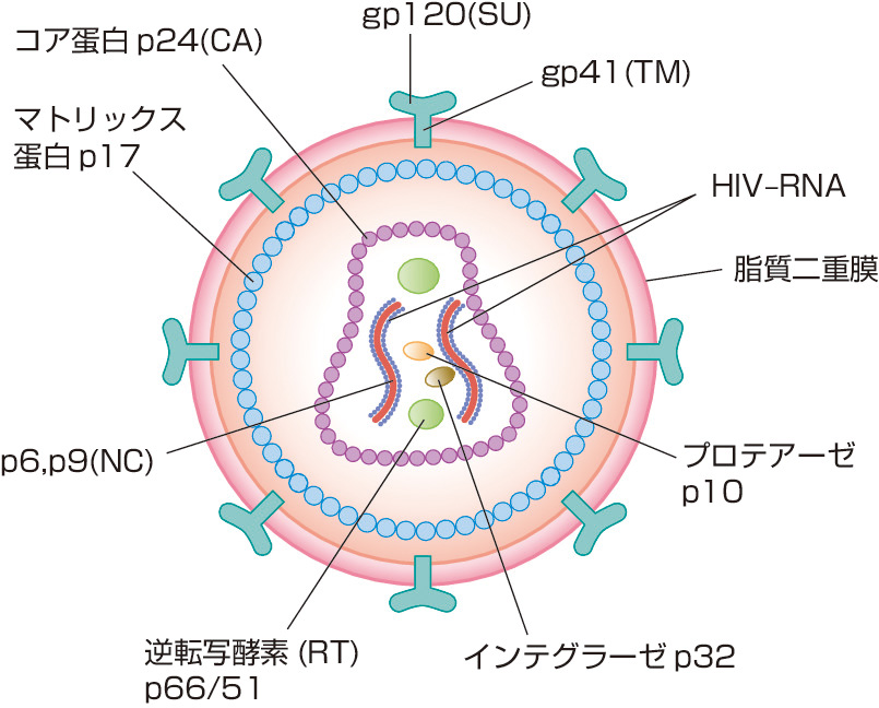 ⓔ図7-10-10　HIV粒子の構造 (模式図) 