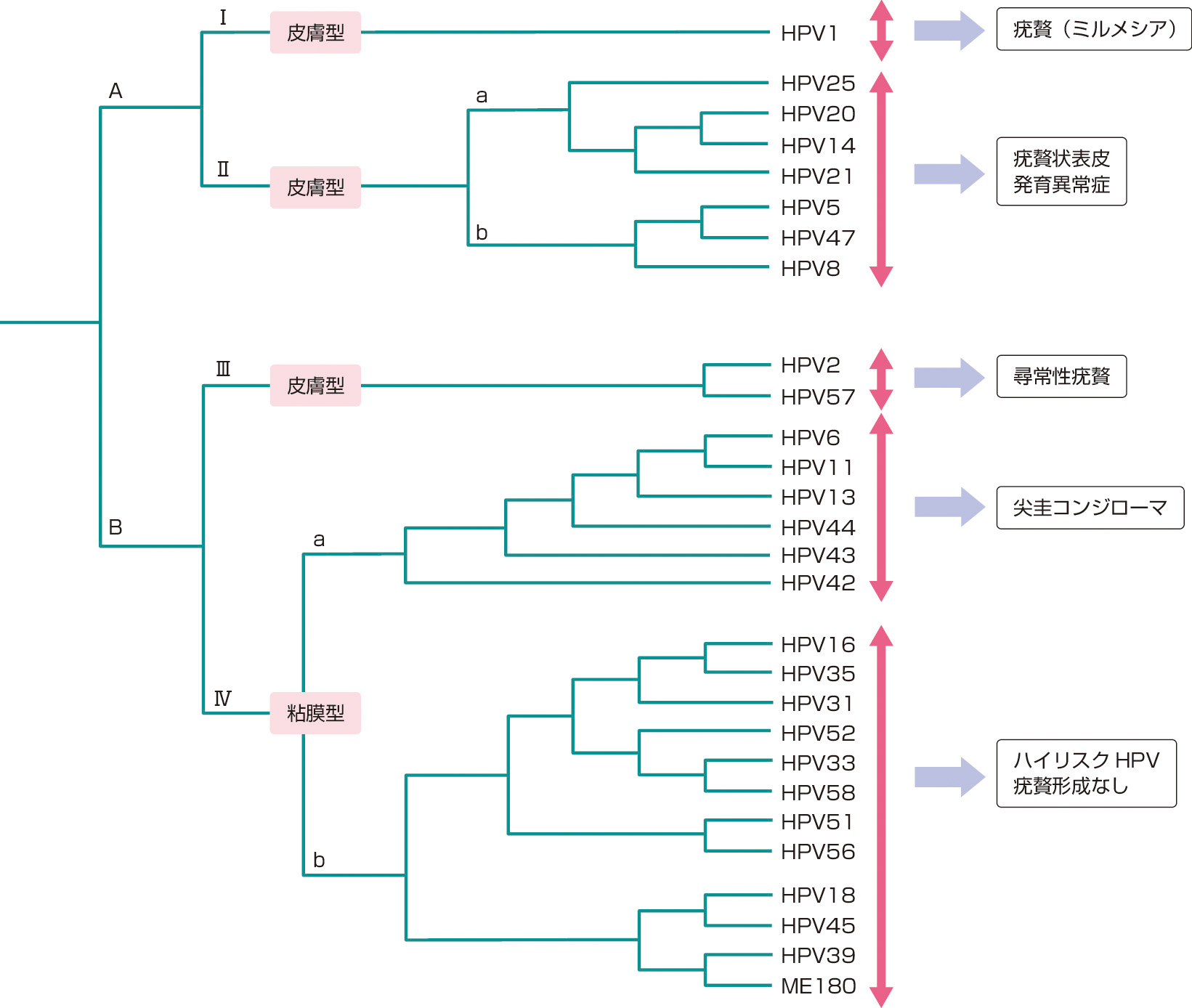 ⓔ図7-10-2　HPV遺伝子型 (タイプ) の系統樹と関連疾患 