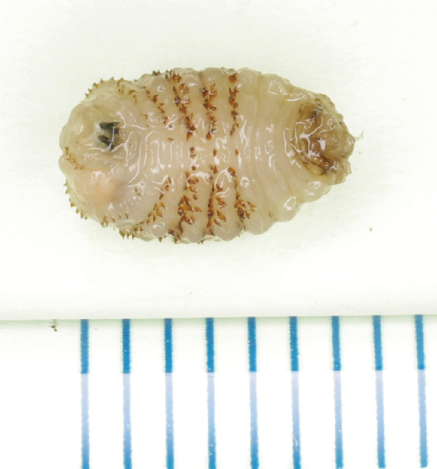 ⓔ図7-15-6　ヒトヒフバエ幼虫 ヒトヒフバエが寄生した皮膚を切開して摘出された幼虫．
