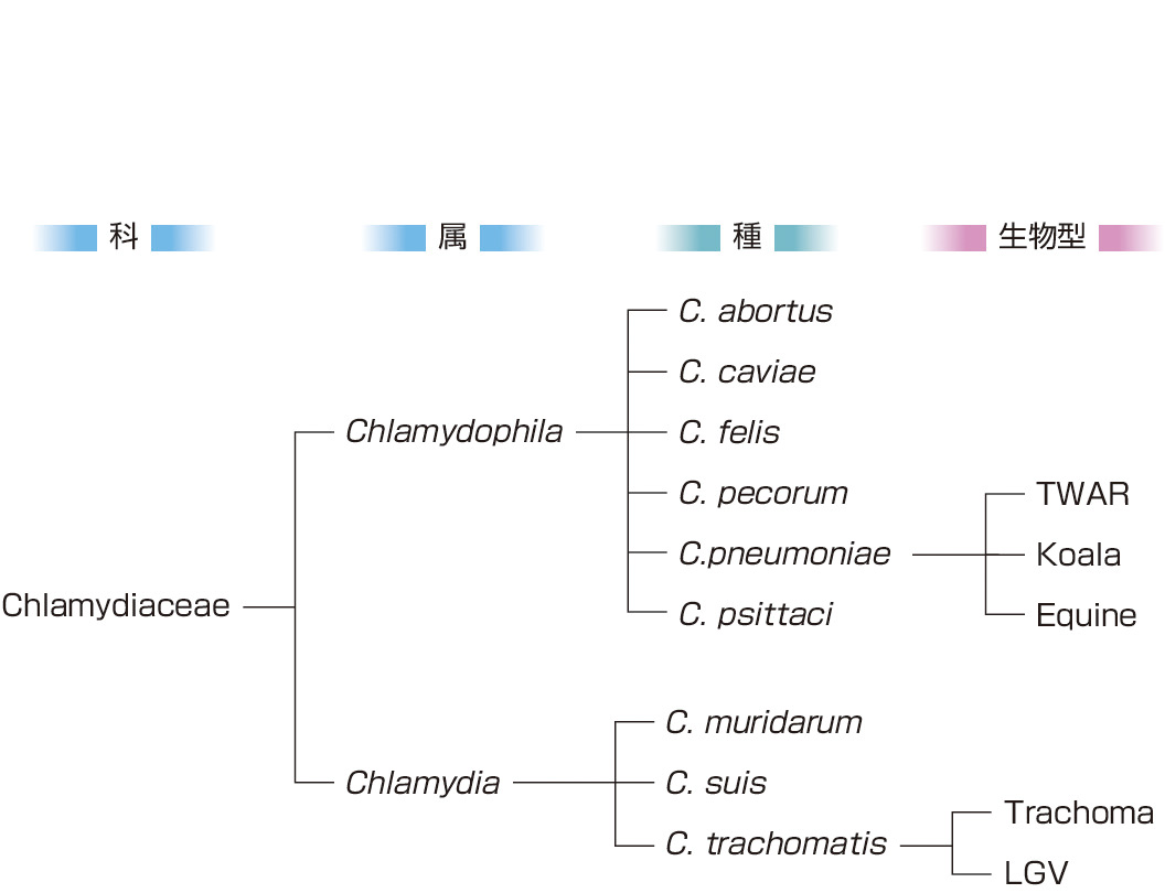 ⓔ図7-7-1　クラミジアの分類 (Everett KD, Bush RM, et al: Int J Syst Bacteriol, 1999; 49: 415) 