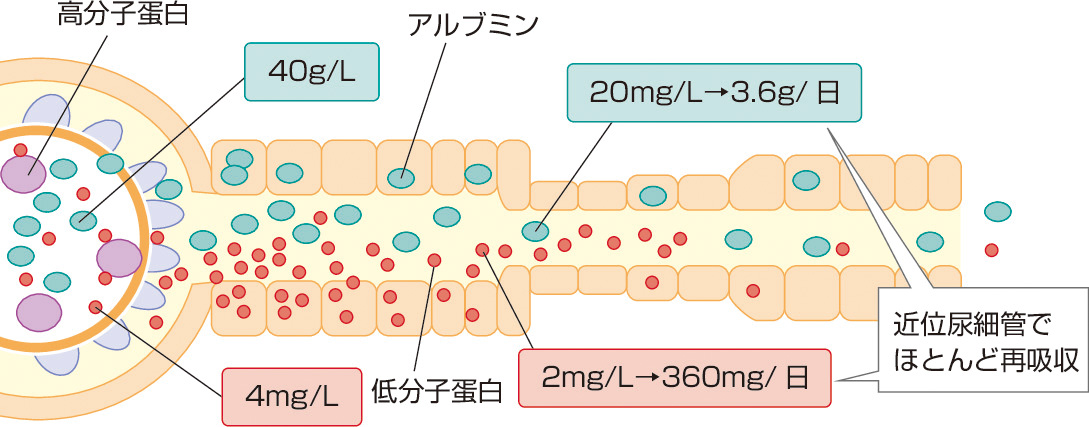 図1　蛋白尿による尿細管障害のメカニズム (Tojo A: Kidney Int, 2013; 84: 861–863より作成)． 
