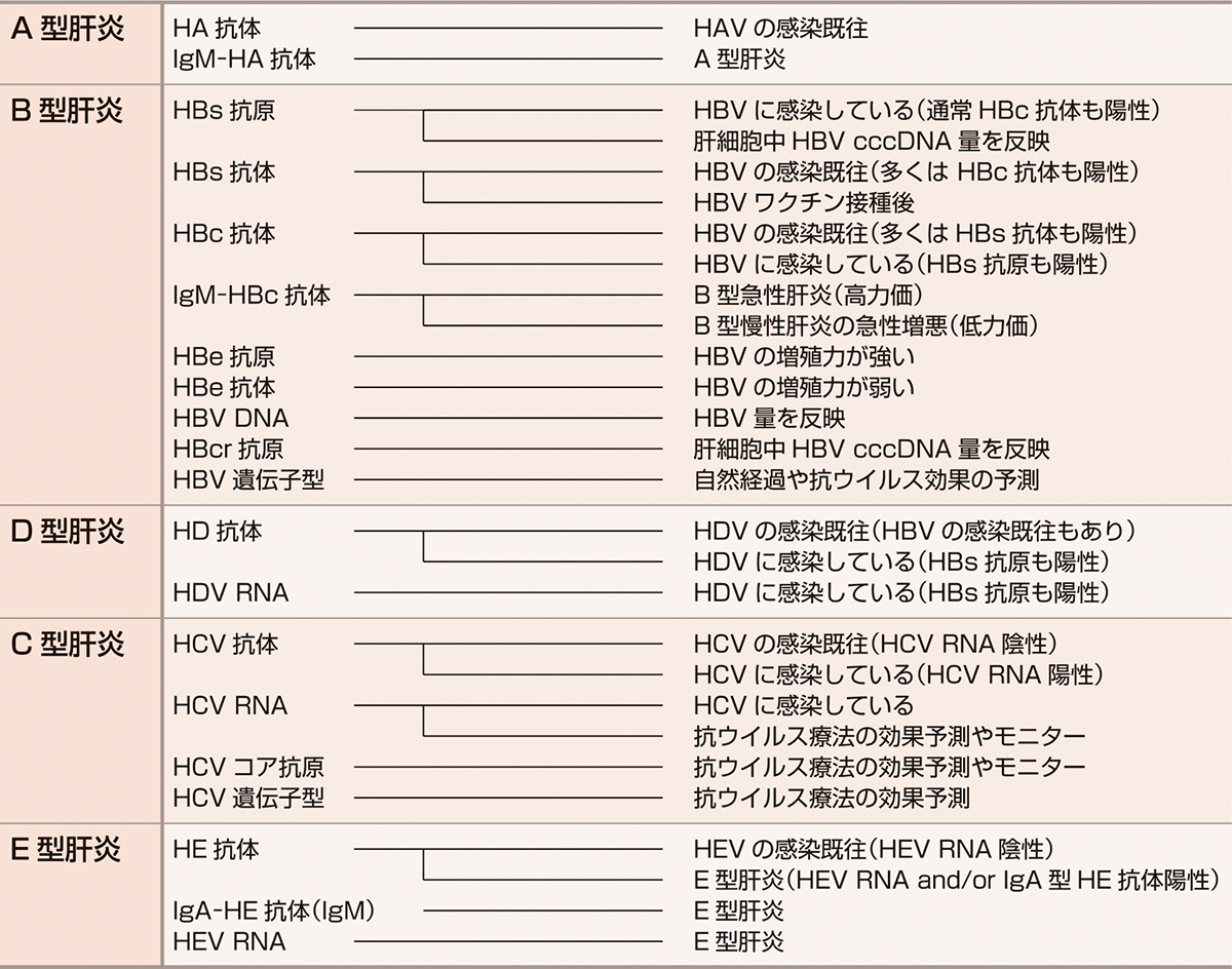 ⓔ表12-1-3　肝炎ウイルスマーカーの臨床的意義 
