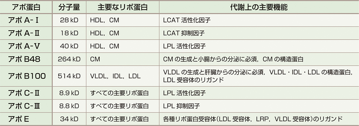 ⓔ表16-4-1　主要アポ蛋白の種類とその機能 