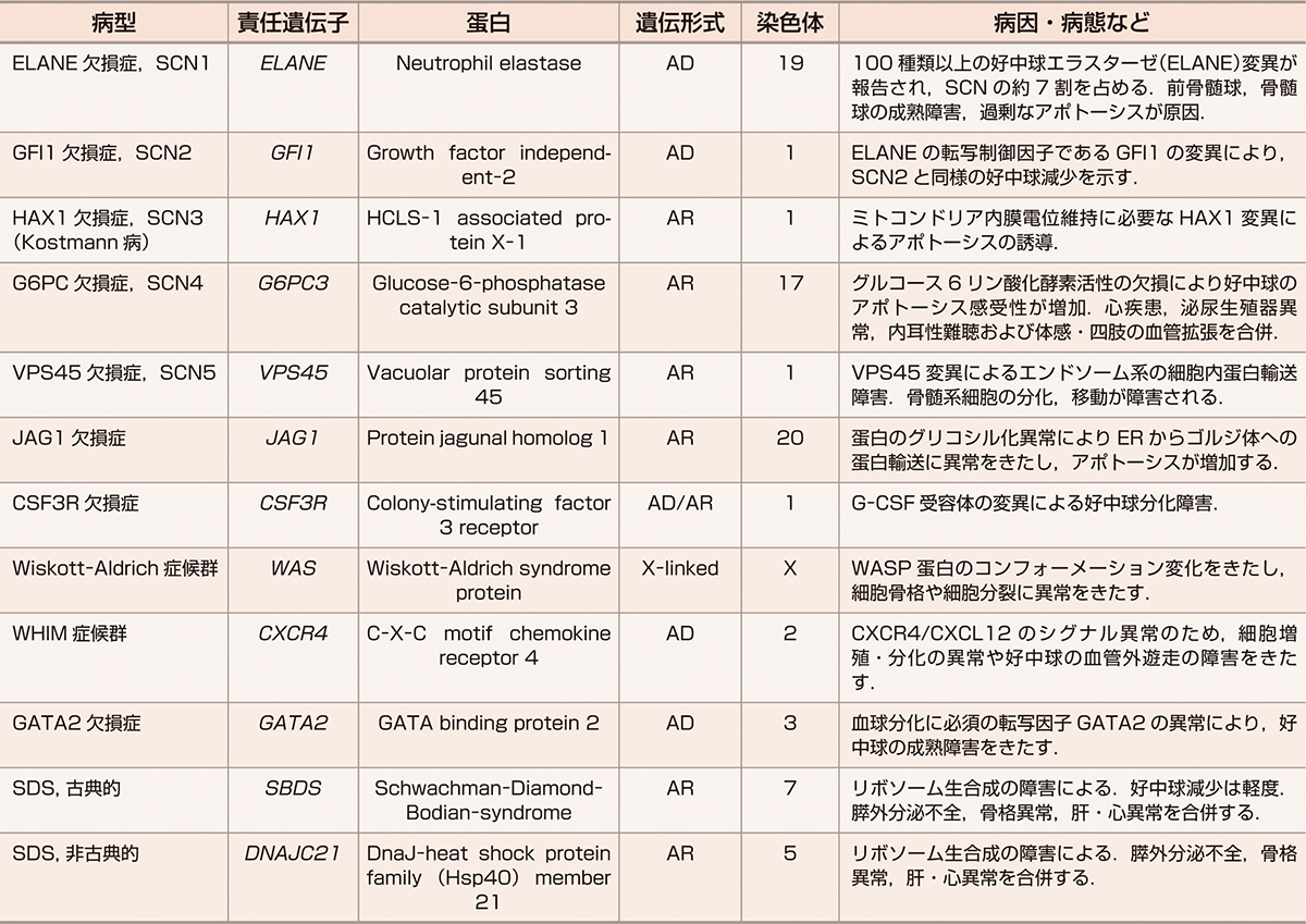 ⓔ表17-10-1　単一遺伝子変異による先天性好中球減少症 (Corey SJ, Oyarbide U: Hematology Am Soc Hematol Educ Program, 2017; 2017: 172–180) 