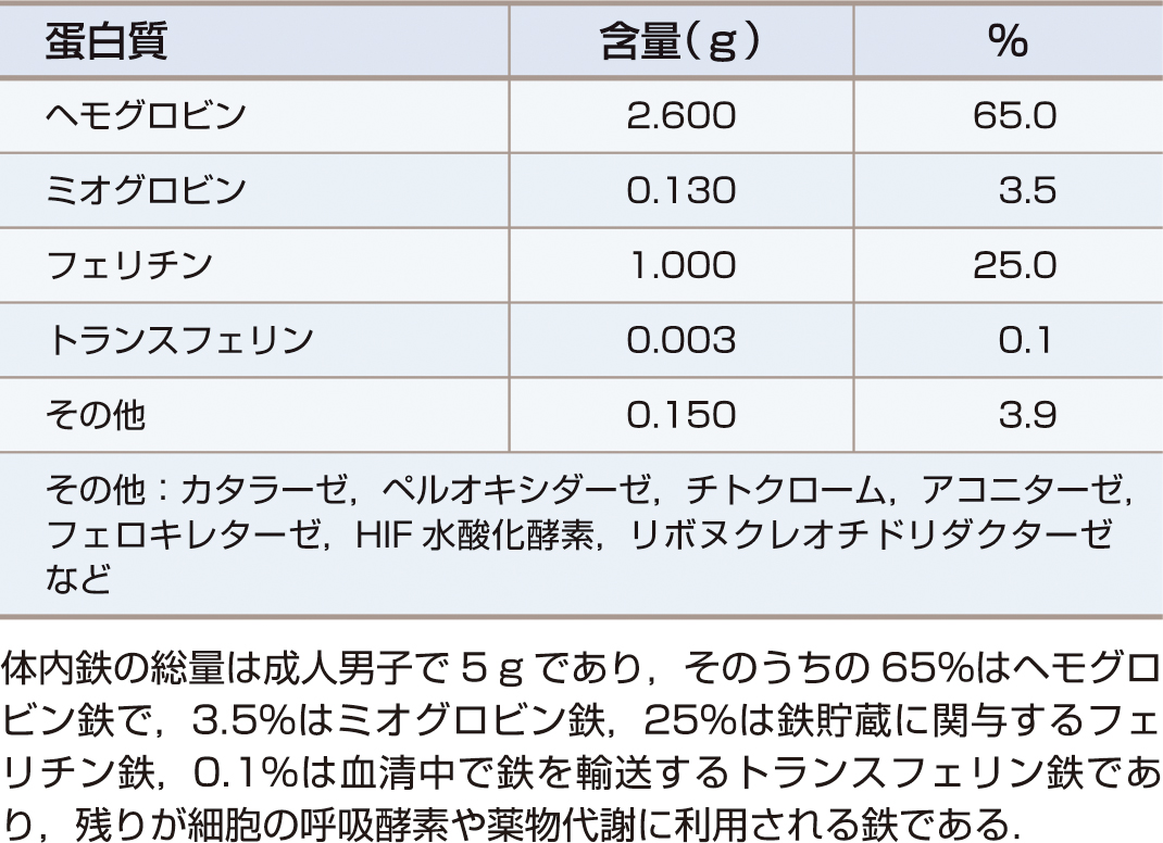 ⓔ表17-3-1　ヒトの鉄含有蛋白質 